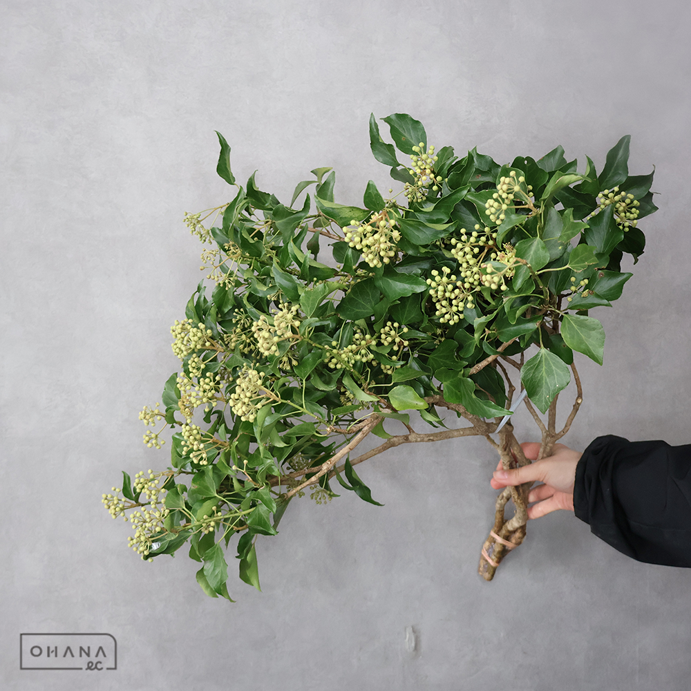 ヘデラベリー 60CM