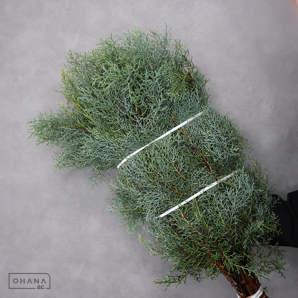 ブルーアイス 70CM