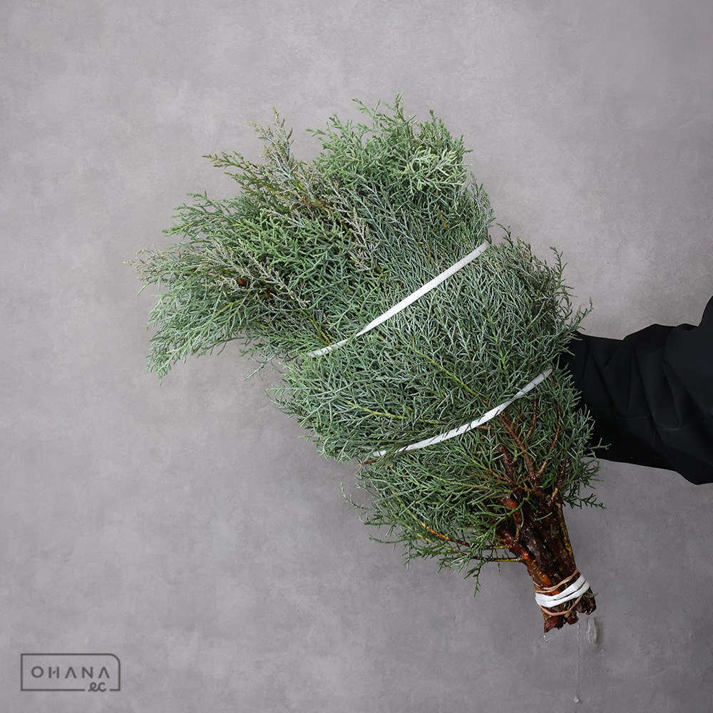 ブルーアイス 50CM ※15本束