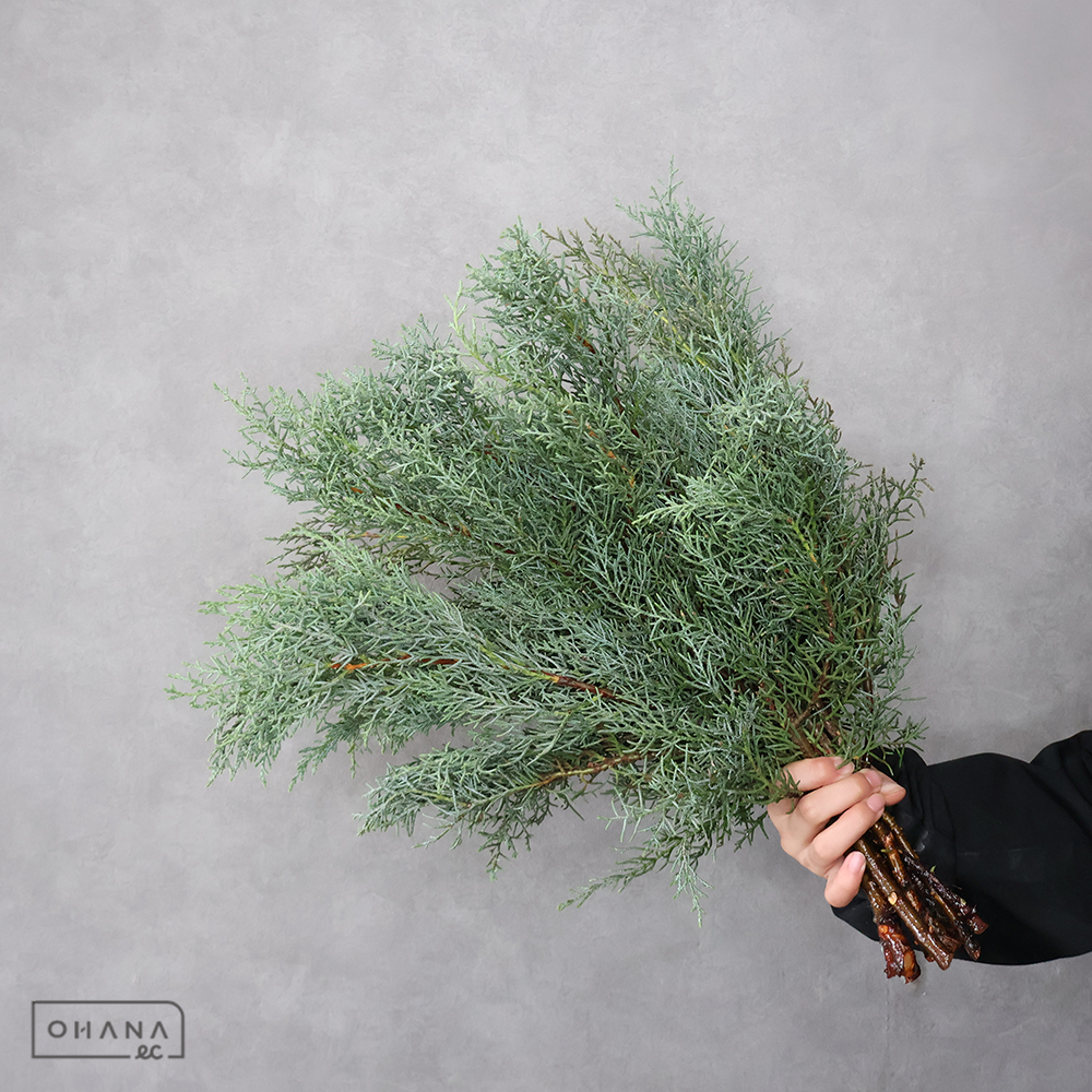 ブルーアイス 50CM