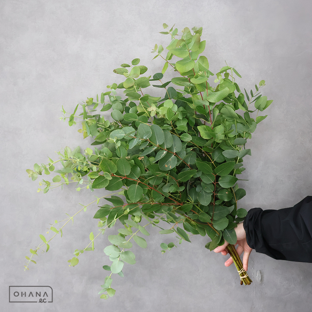 ユーカリ　ブリッジシアナ 60CM