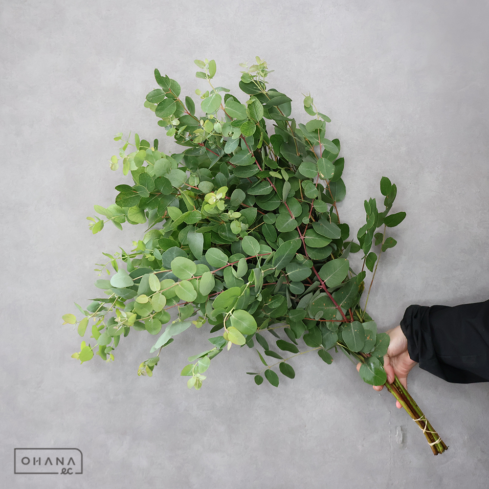 ユーカリ　ブリッジシアナ 70CM