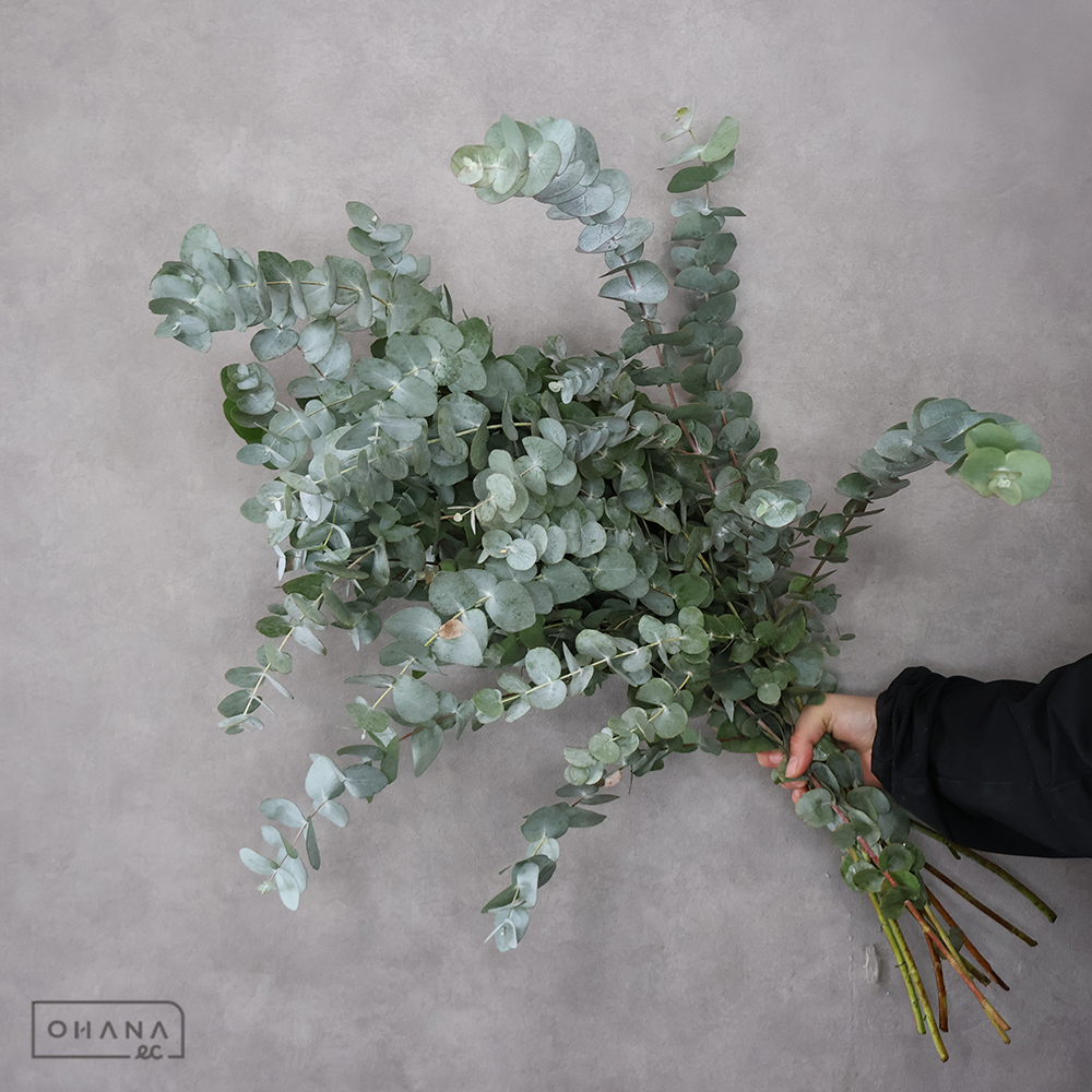 ユーカリ　銀丸葉ユーカリ 80-70CM