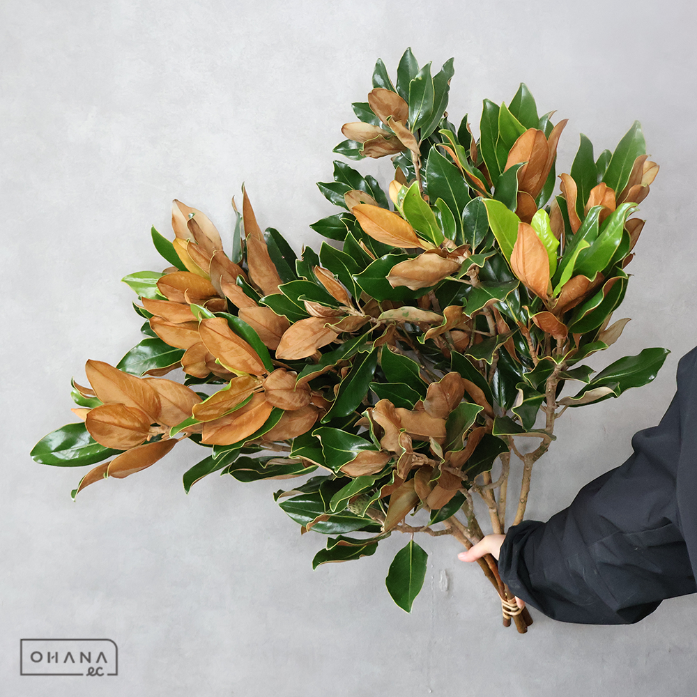 マグノリアリトルジェム 70CM