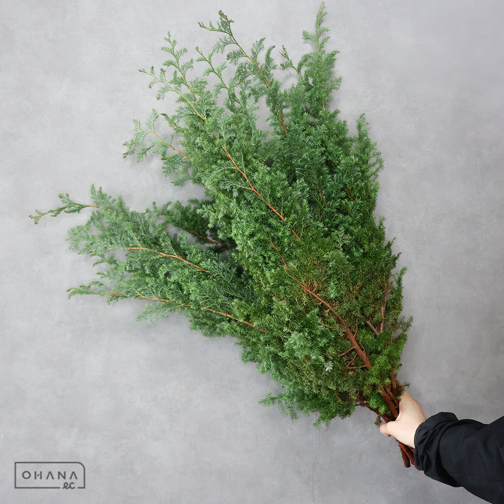 ヒムロスギ 50CM