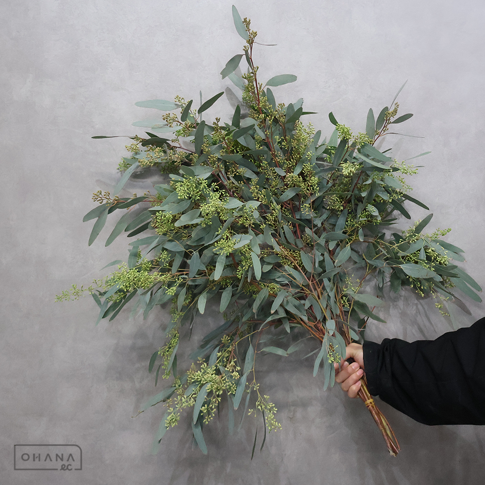ユーカリ ポポラスベリーリーフ 実付 束　7-80cm