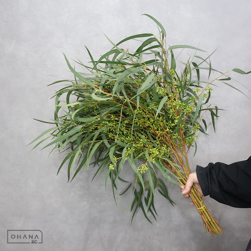 ユーカリ エキゾチカリーフ 実付 束　7-60cm