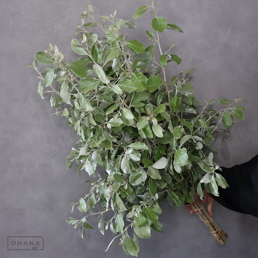 マルバグミ　秀 80cm