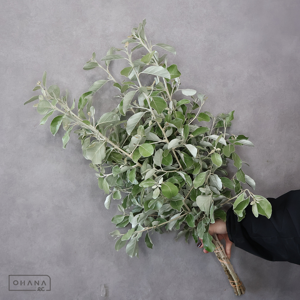 マルバグミ　秀 70cm