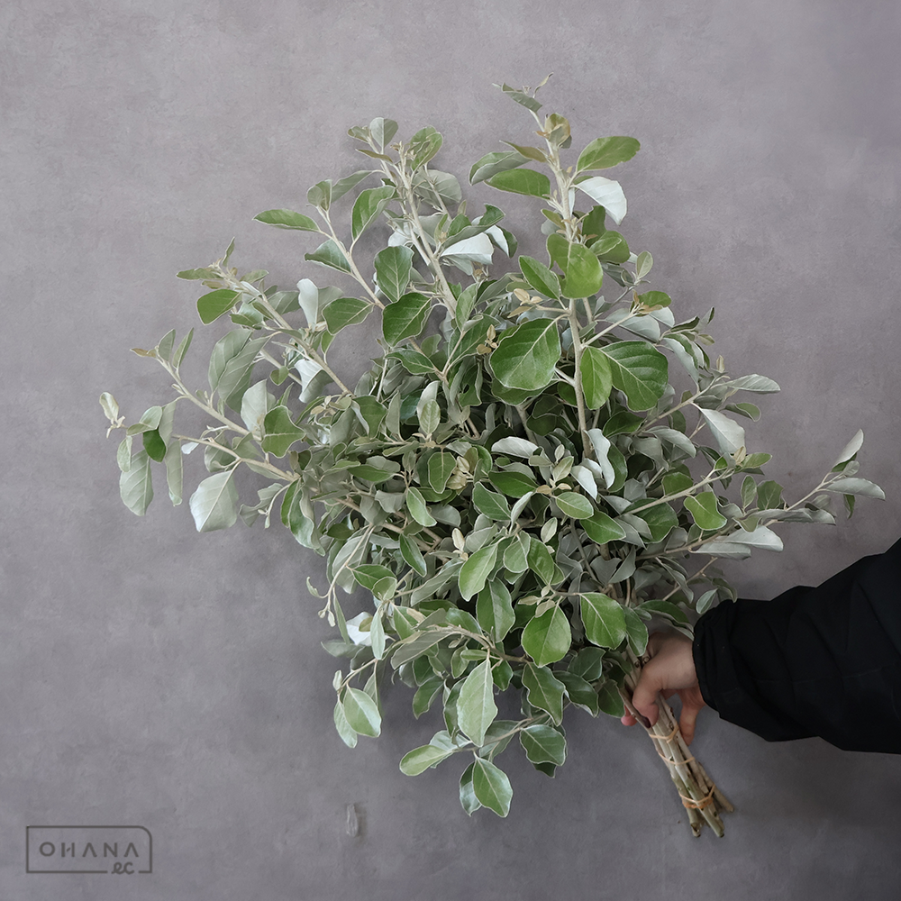 マルバグミ ※15本束　秀 70cm