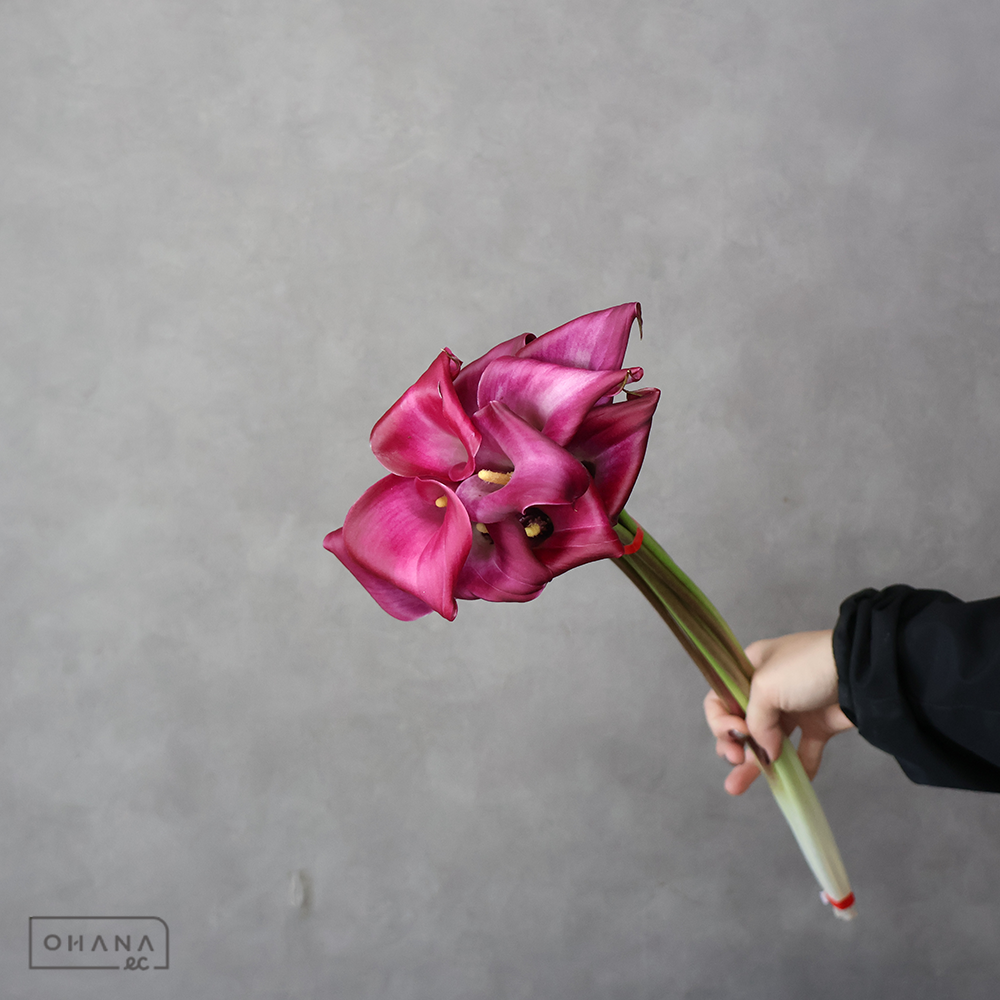 カラーピンク　スマトラ　秀 55cm