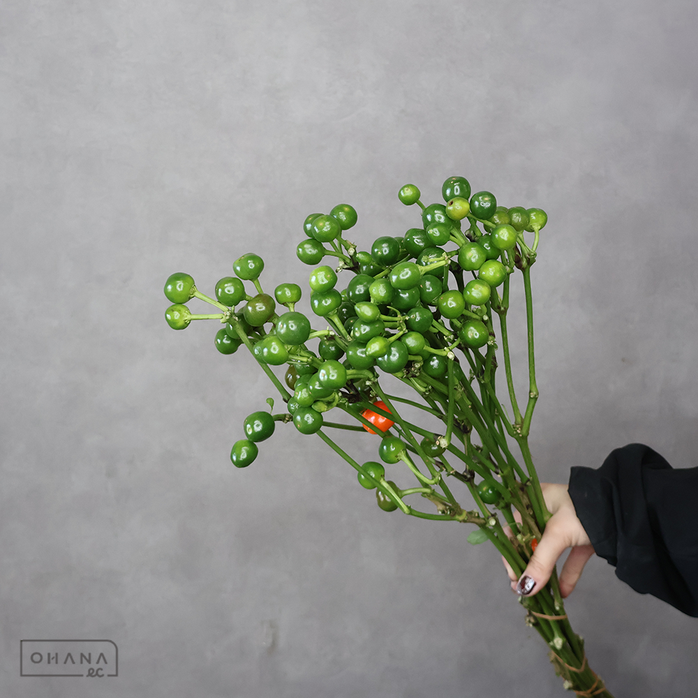 トウガラシ　コニカルグリーン　秀 60cm