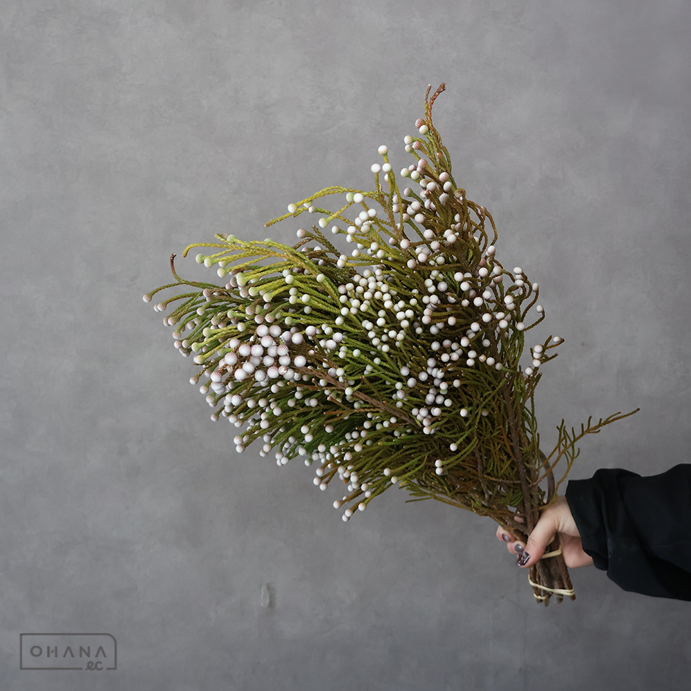 ブルーニア　ヤングスプレー　 40cm