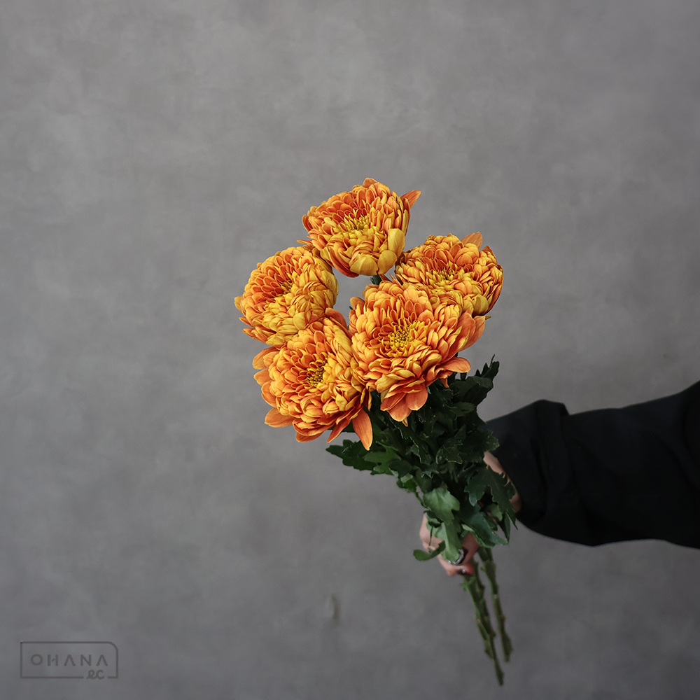 ディスバッドマム　バルトリ　