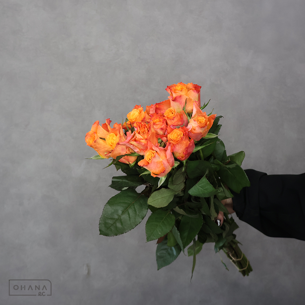 バラ複色　マリヨ　 60cm