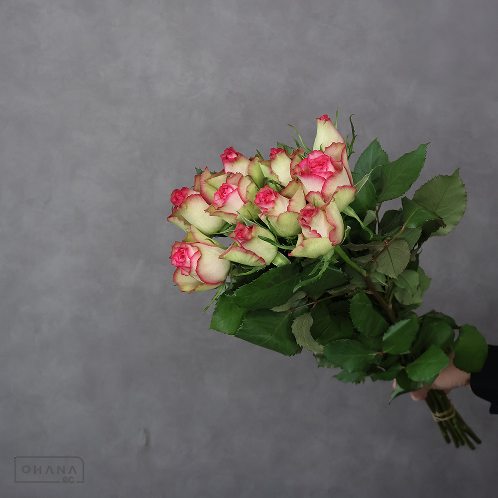 バラ複色　グロウ　 60cm