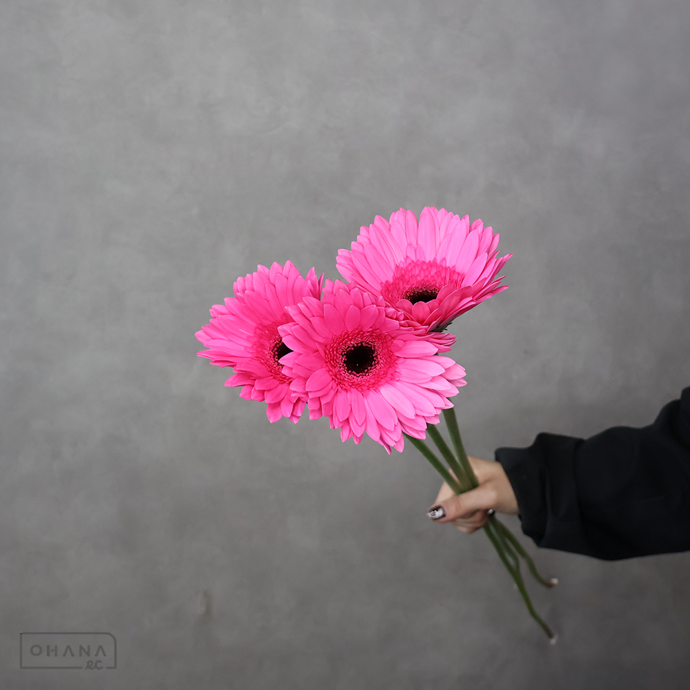 ガーベラ　アルゴス　特級 (大輪）