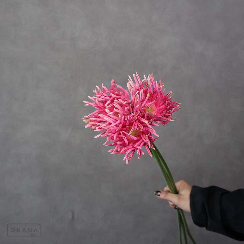 ガーベラ　レベルクレイズ　特級 (大輪）