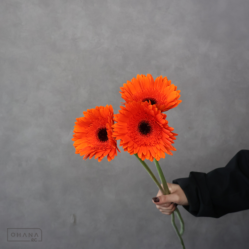 ガーベラ　アイマール　特級 (大輪）