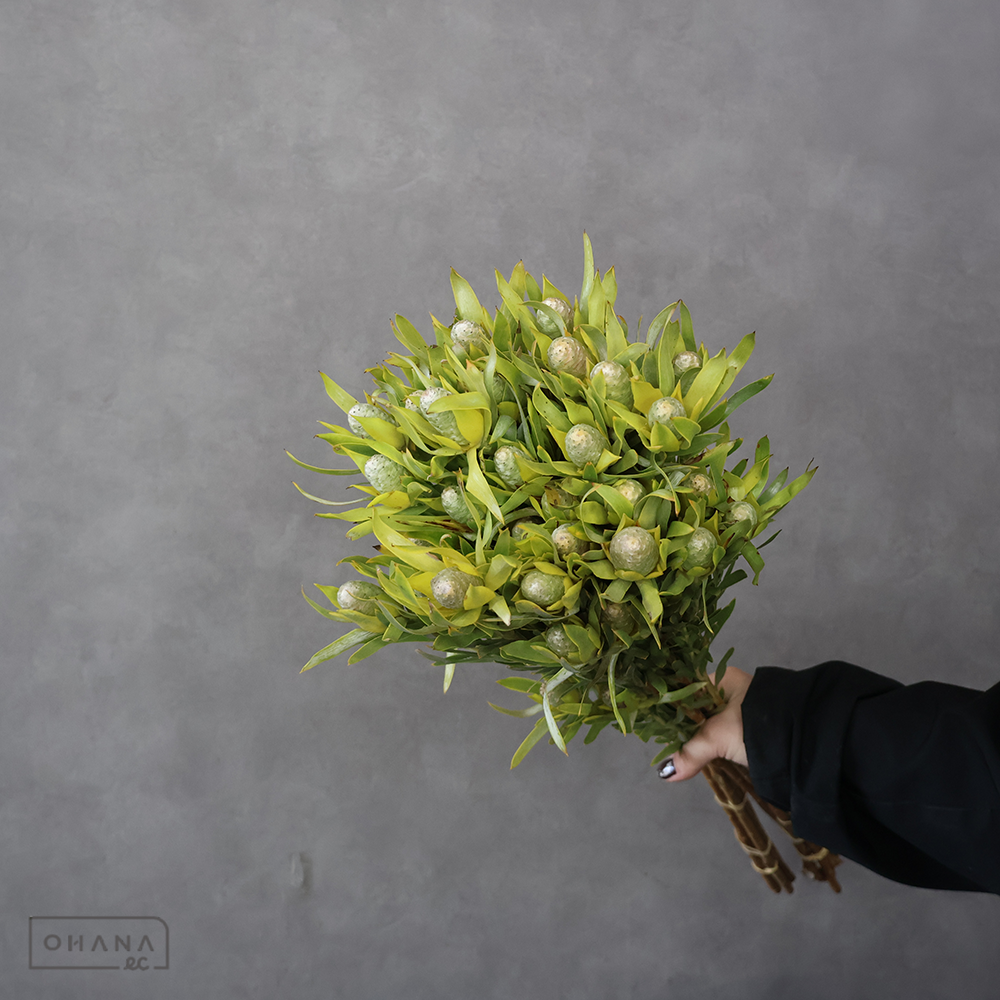 リューカ　ピサ　60cm SP