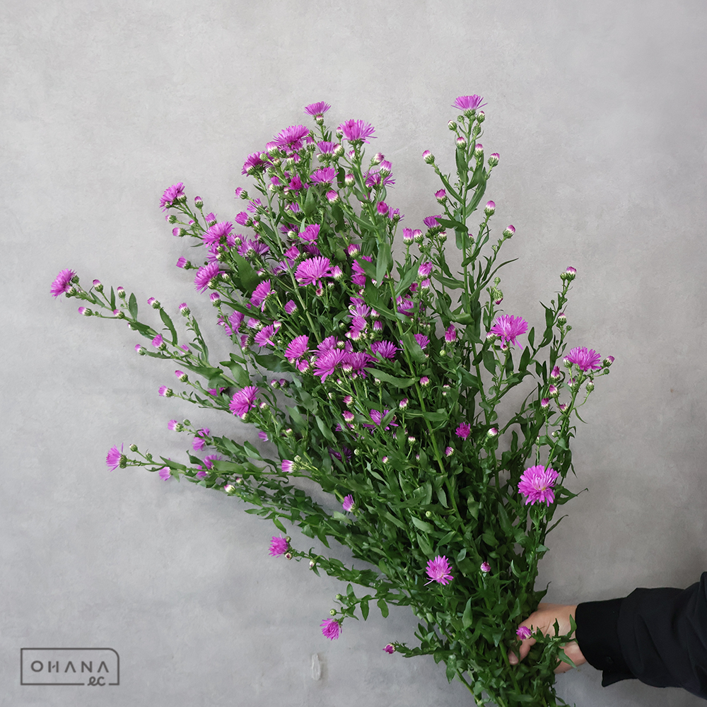 クジャクソウ　八重 赤　２Ｌ 90cm