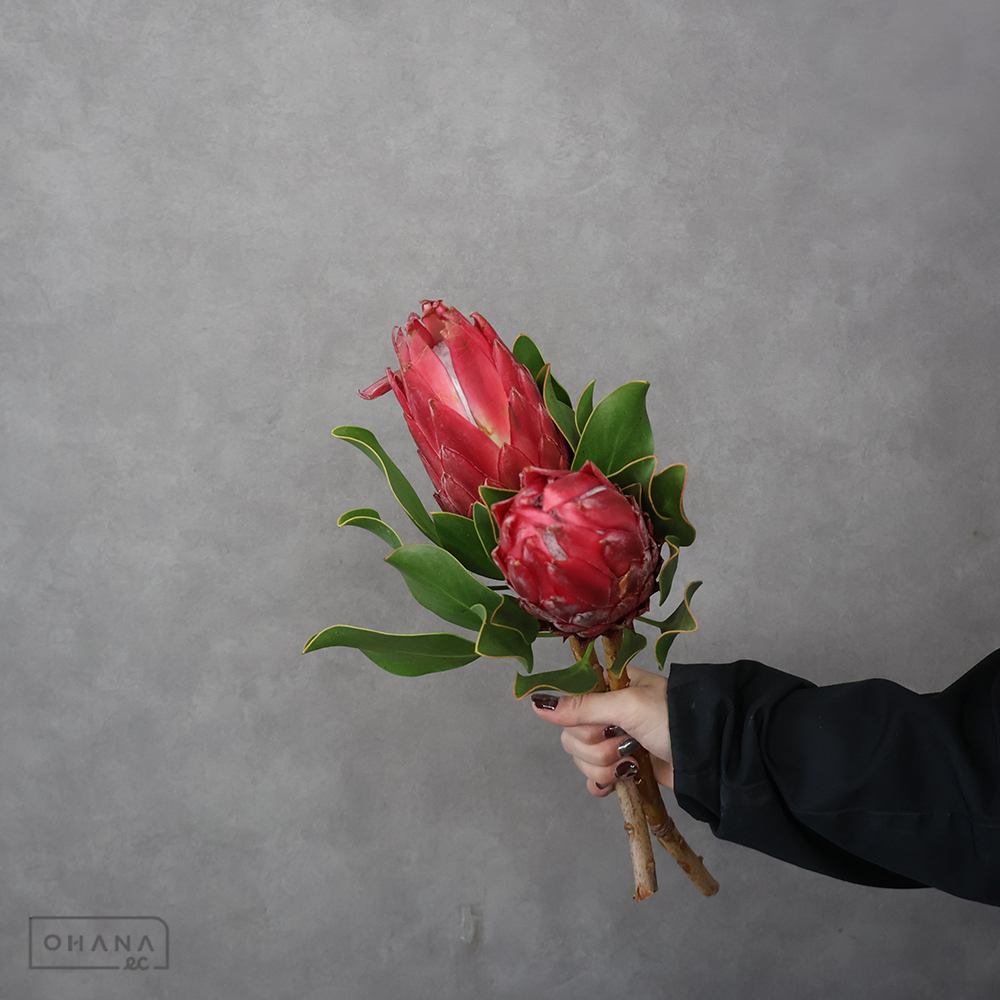 ネイティブフラワー | お花の仕入れならOHANAec