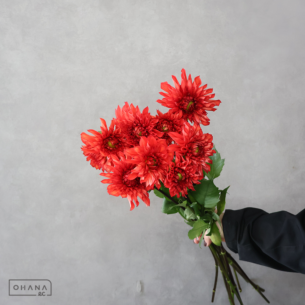 ダリア　サンバ　優 60cm