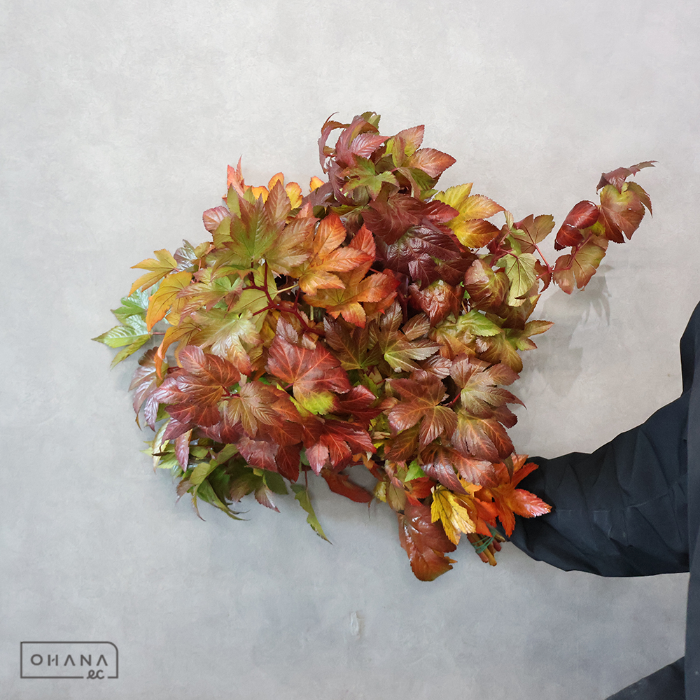 木イチゴ　紅葉ベビーハンズ  60cm