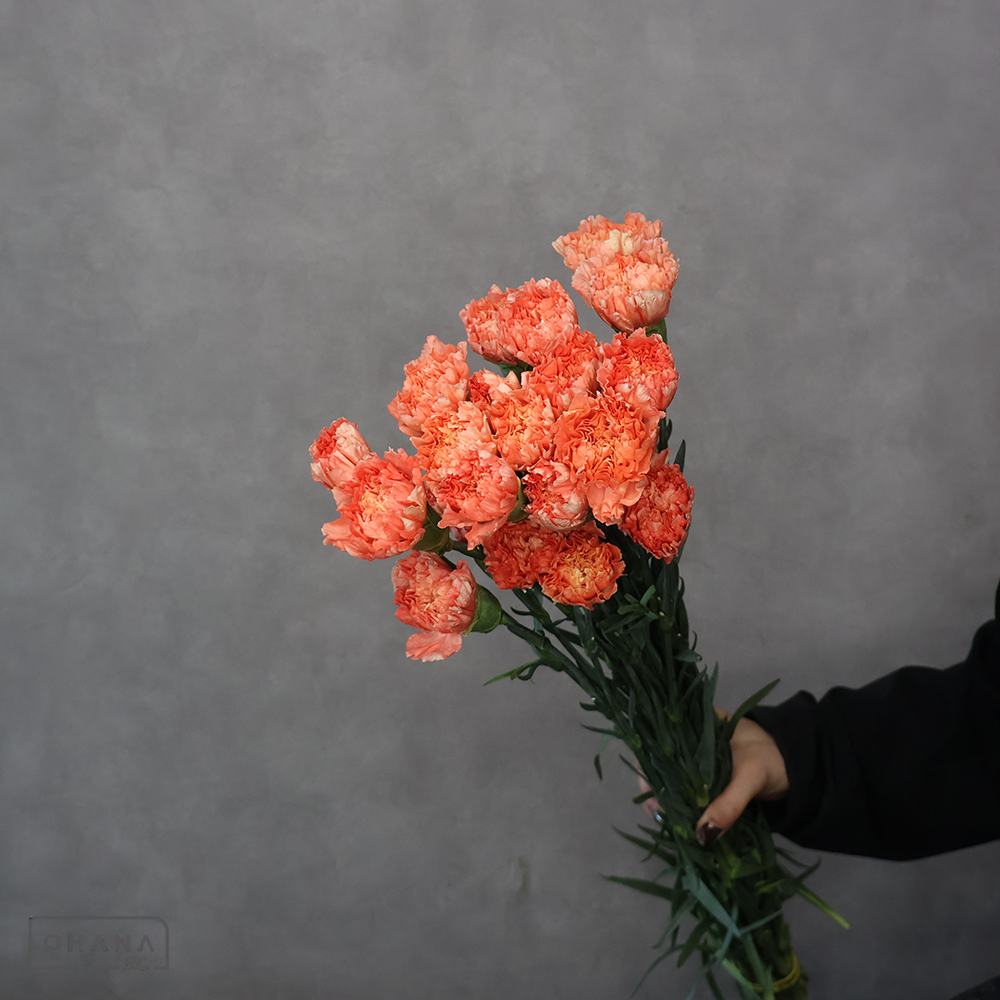 カーネーション　MIX ②