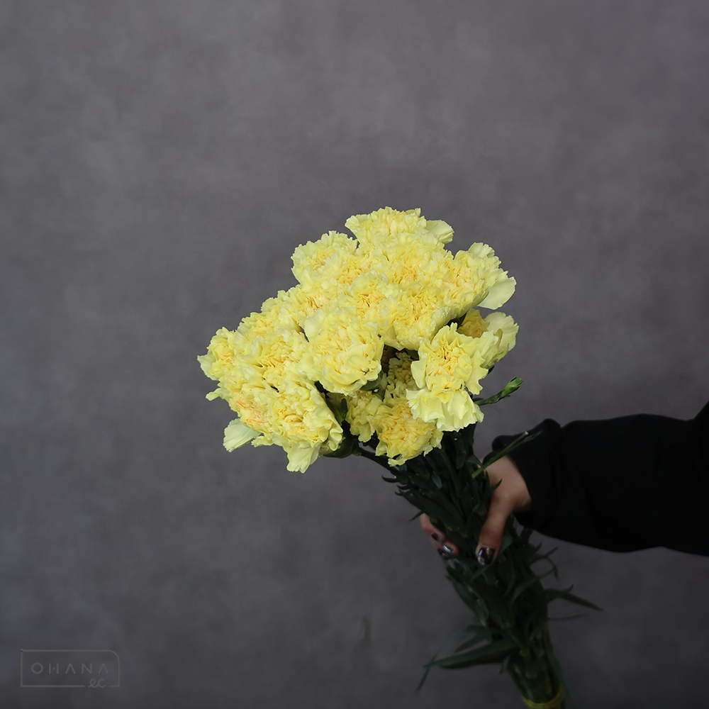 カーネーション　MIX ③