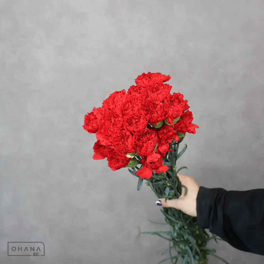 カーネーション　MIX ④