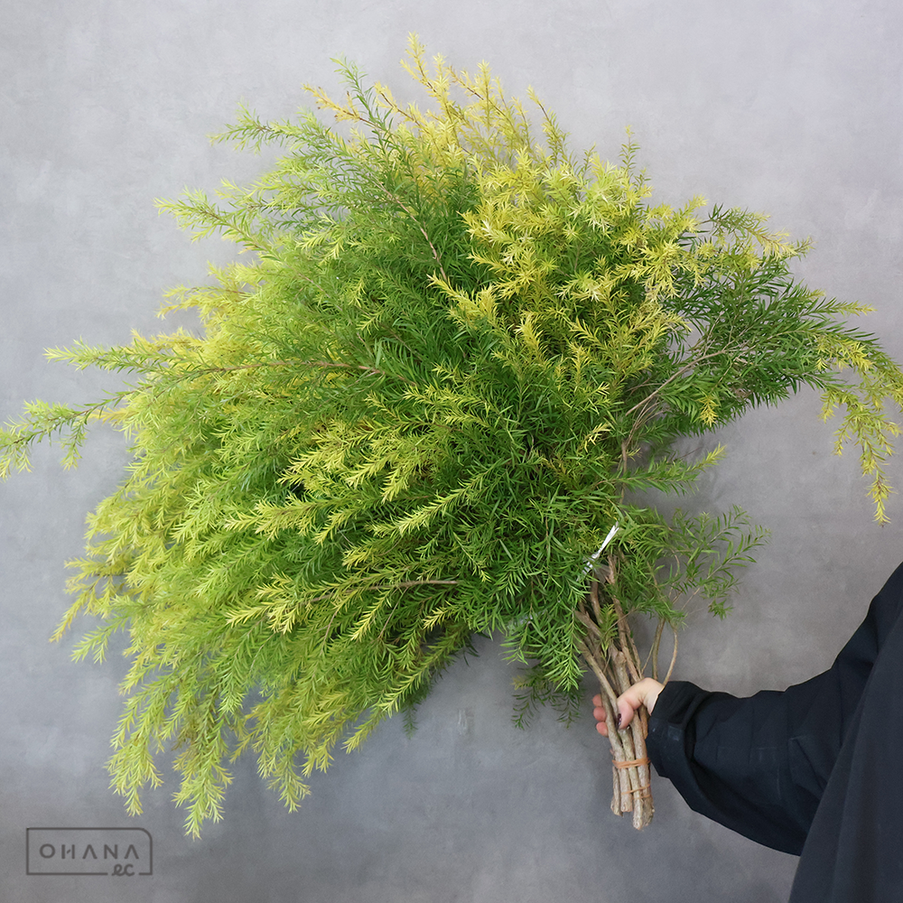 ティーツリー  70-60cm