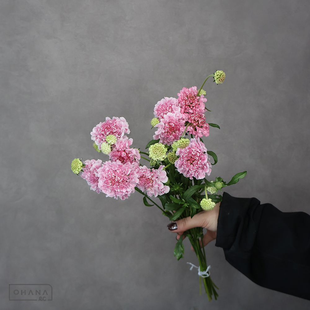 スカビオサピンク　マシュマロスクープ  40cm