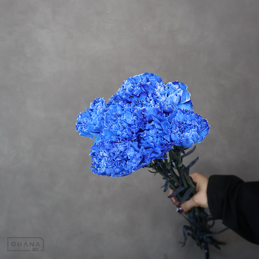 カーネーション　ティント　②  60-55