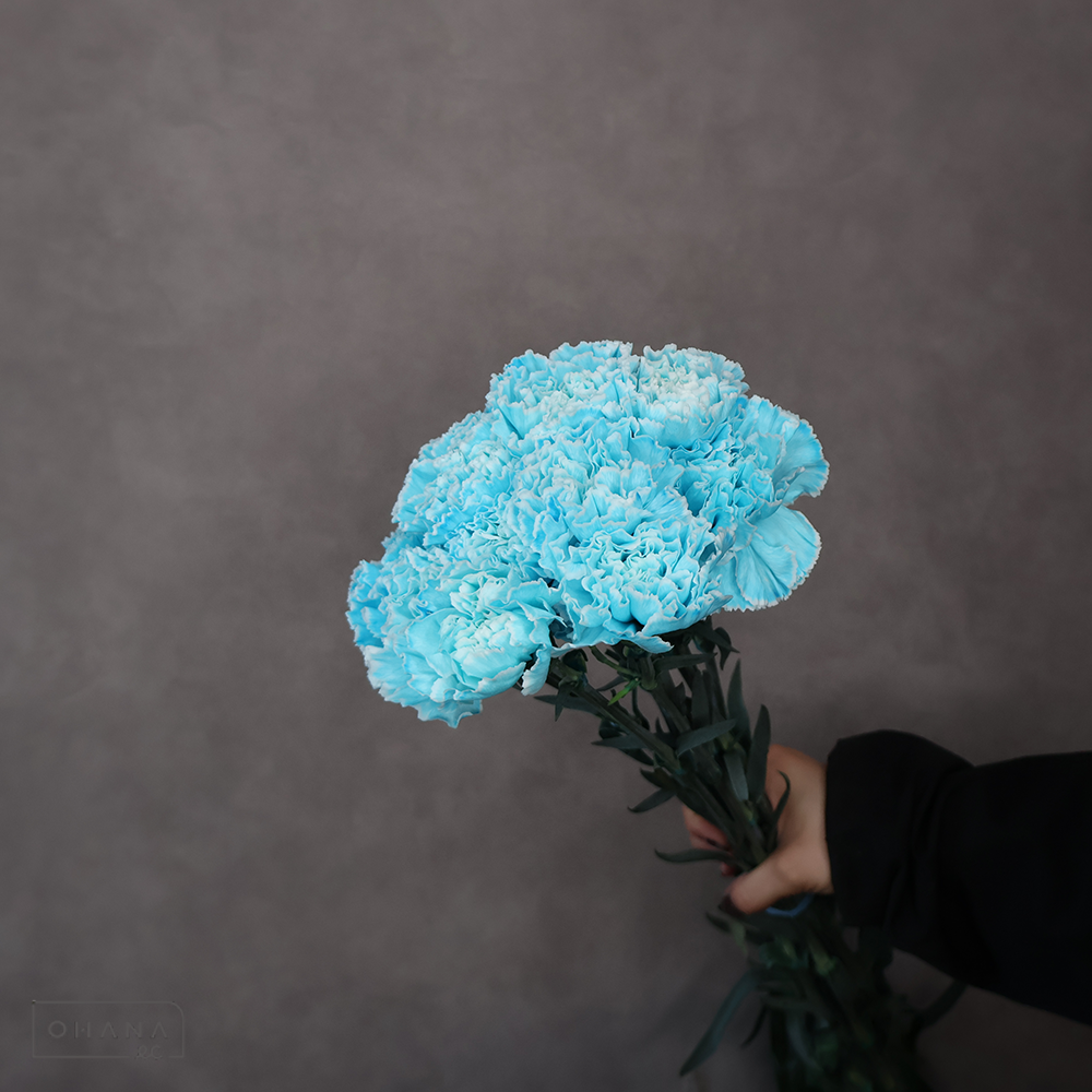 カーネーション　ティント　③  60-55