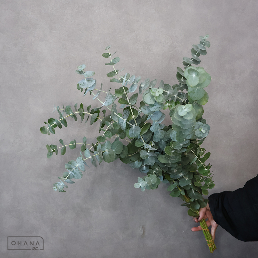 ユーカリ　銀世界 ※個体差あり 秀 70cm