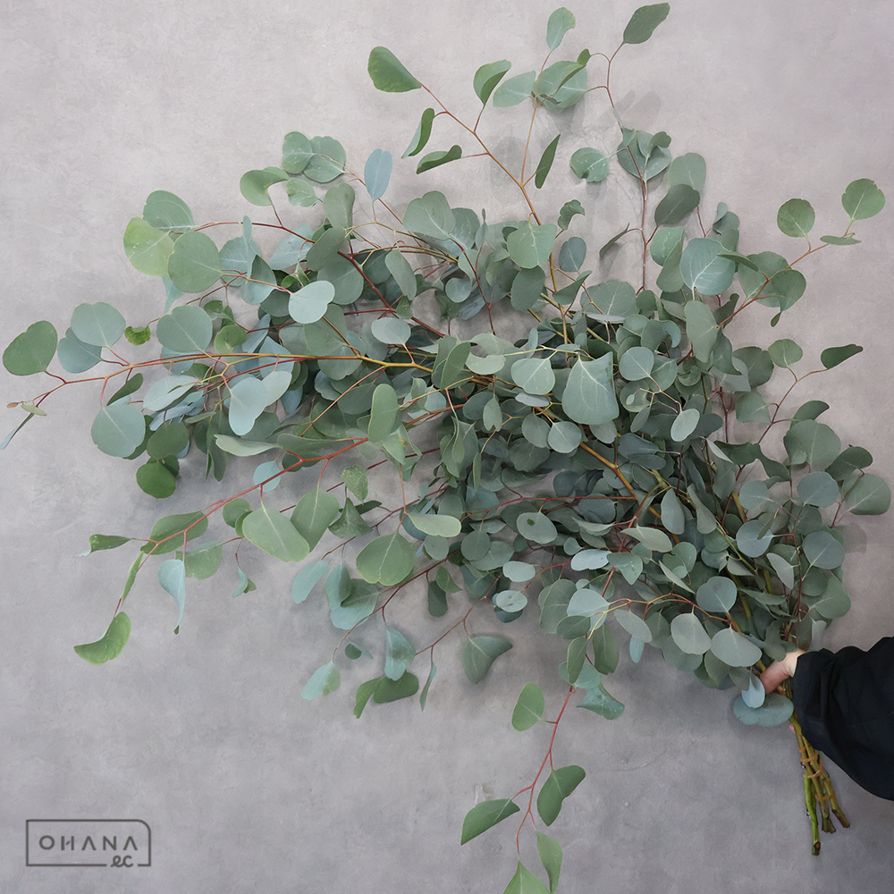 ユーカリ　ポリアンセモス ※5本束 秀 90-80 ＳＰ