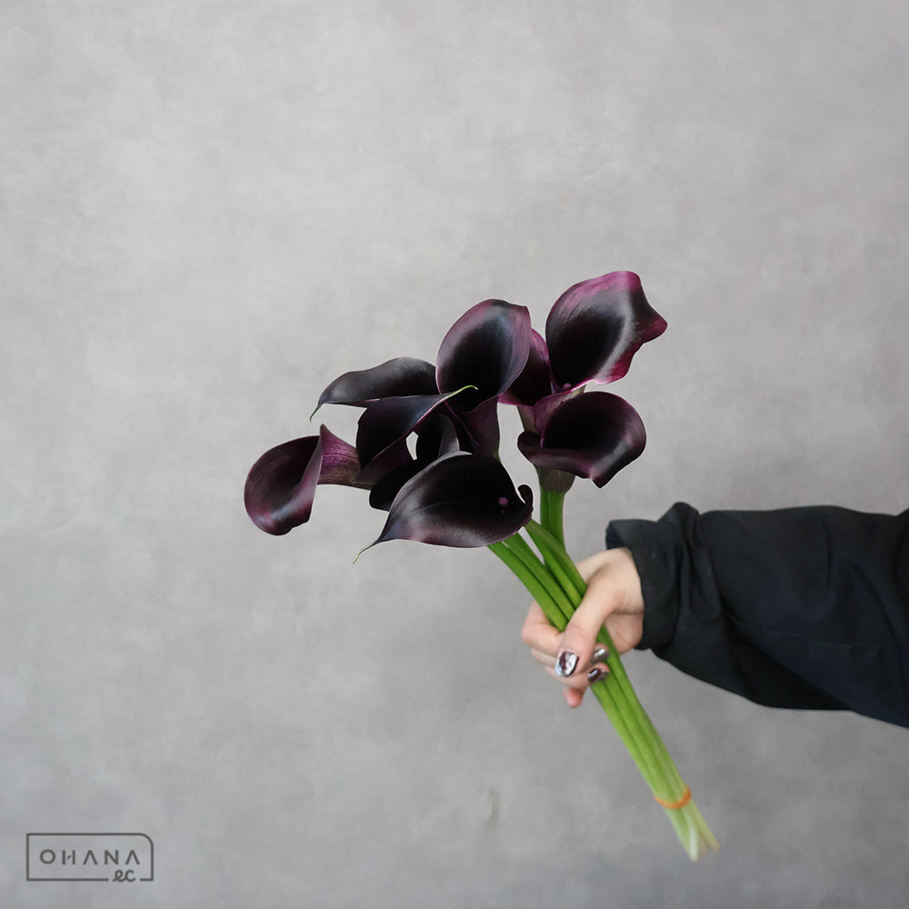 カラー　オデッサ 秀 50-40