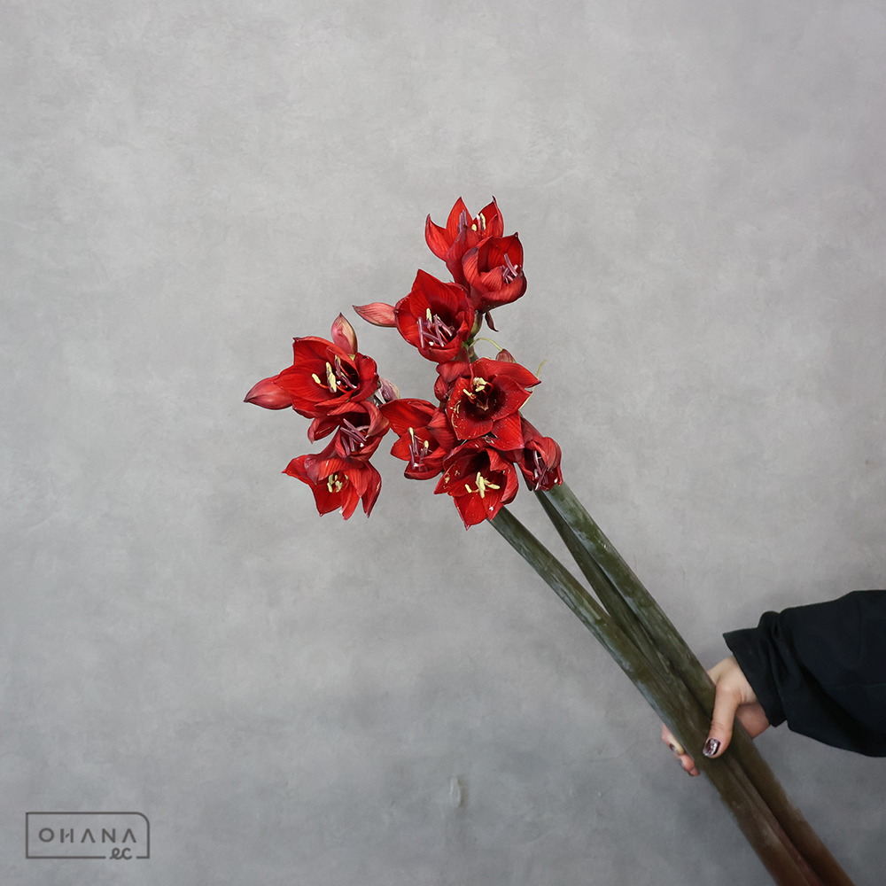 アマリリス　ラピド（赤）  75cm