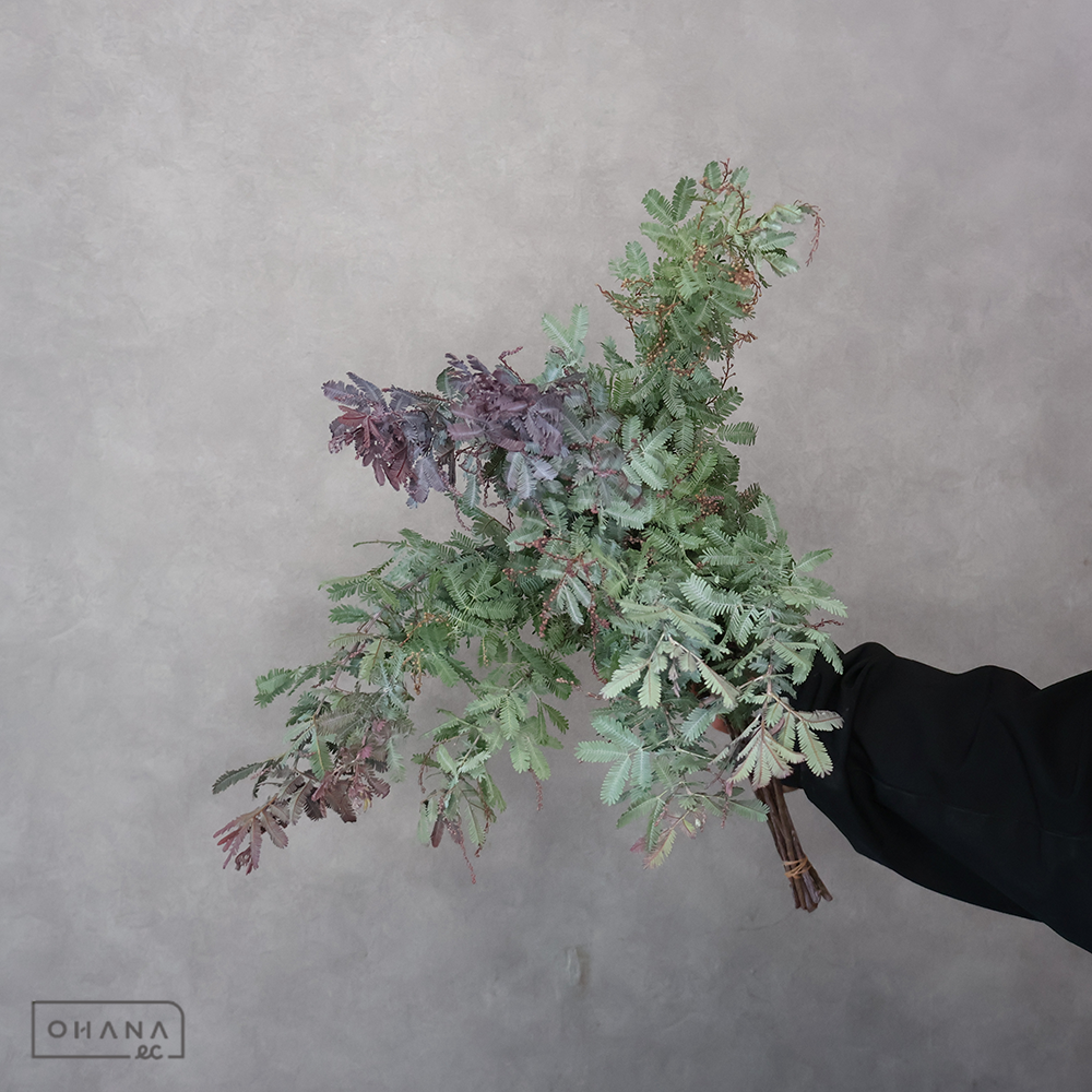 アカシヤ　パープレア 秀 50-40cm