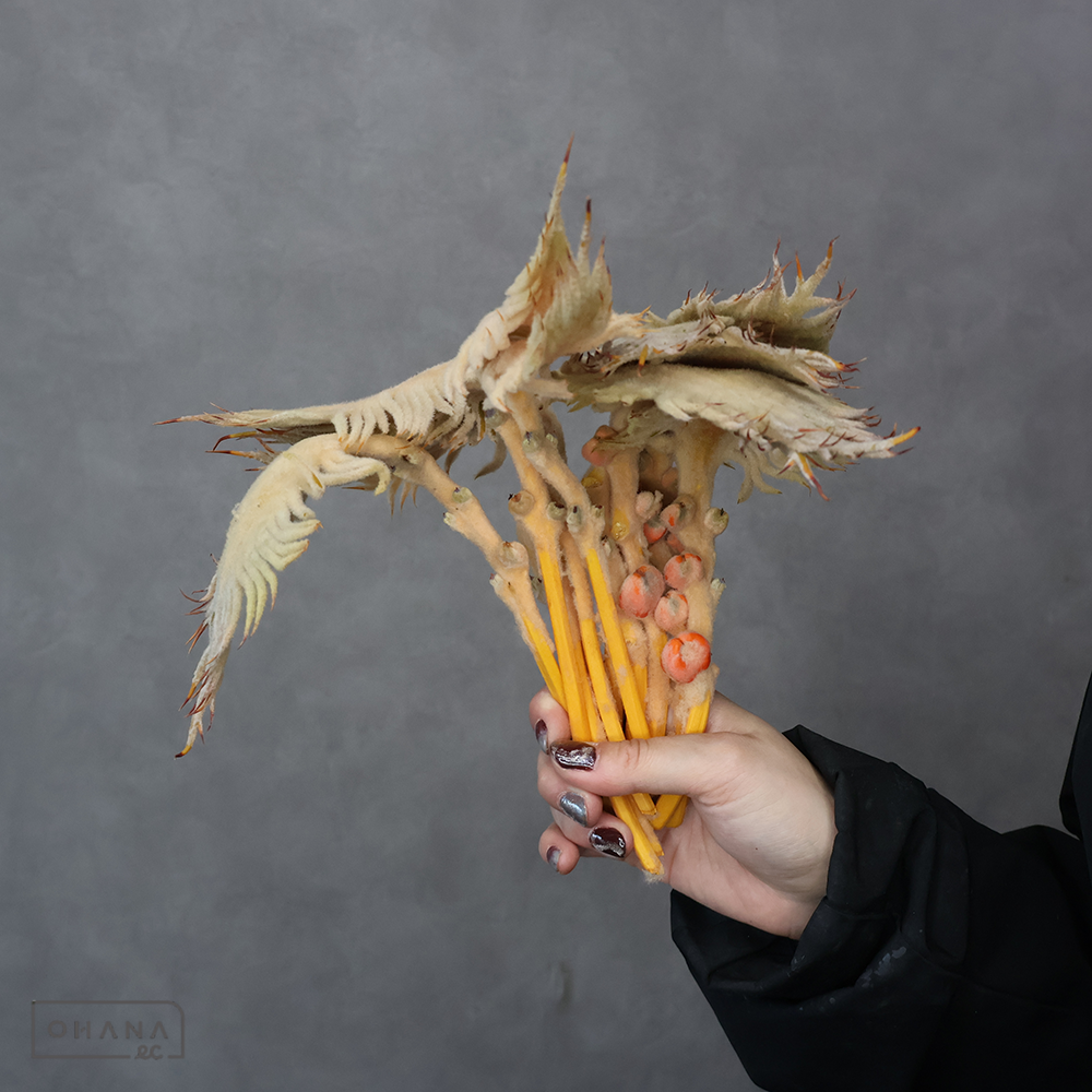 ソテツ　炎　実付 秀 ※実小さい