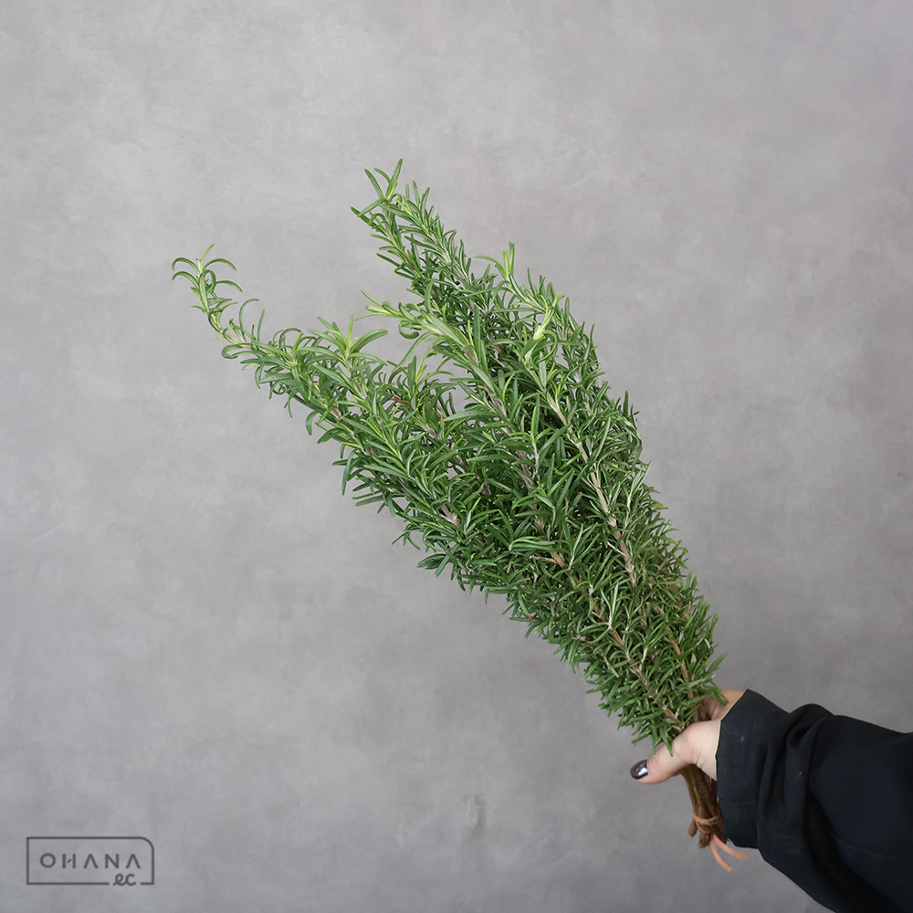 ハーブ　ローズマリー 秀 50-40cm