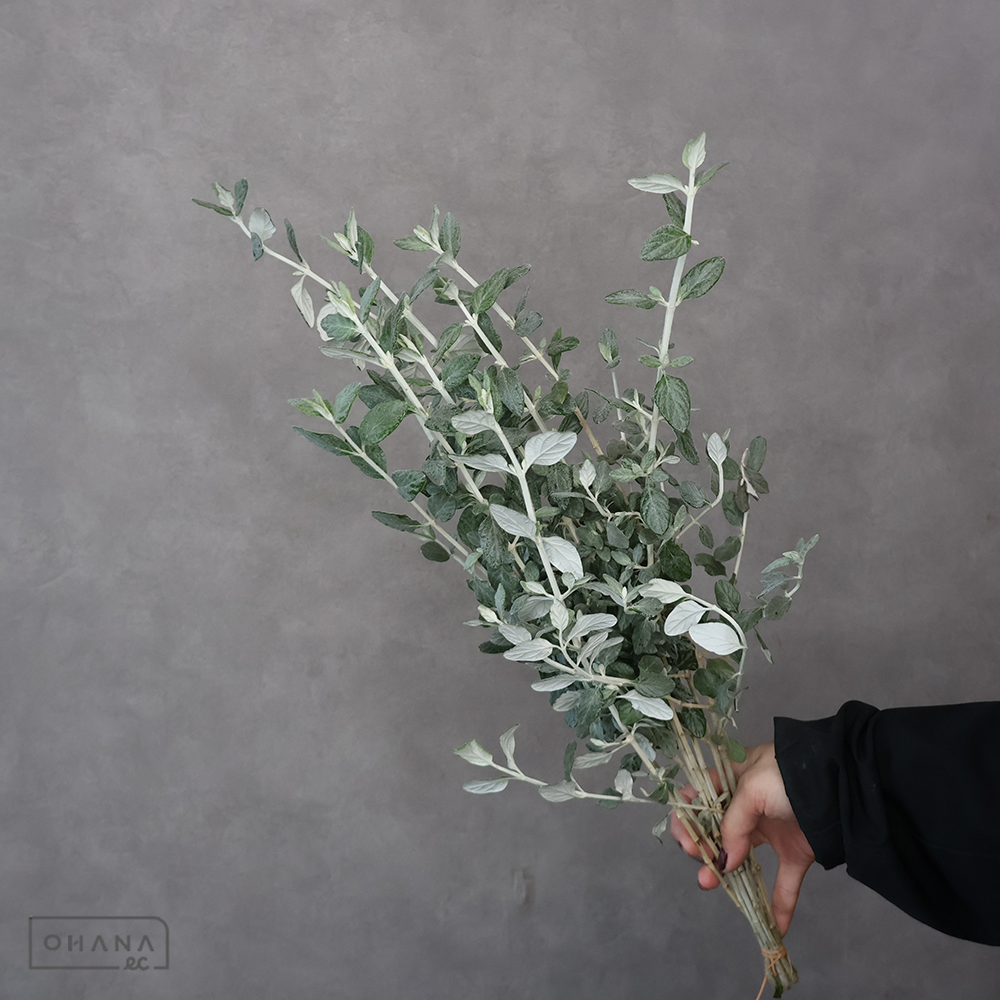 ハーブ　ジャーマンダー 秀 50-40cm