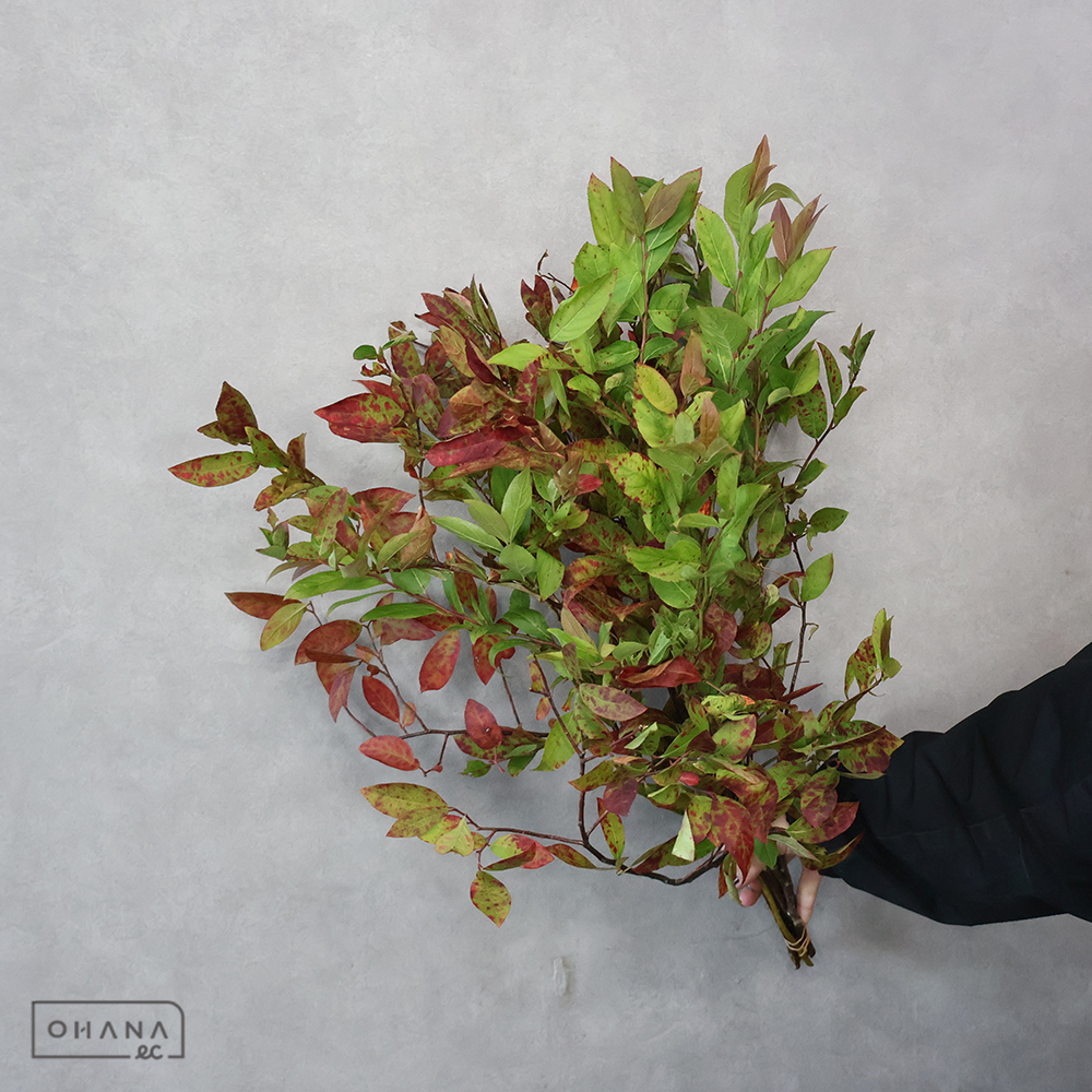 姫リョウブ 紅葉 秀 65-50㎝