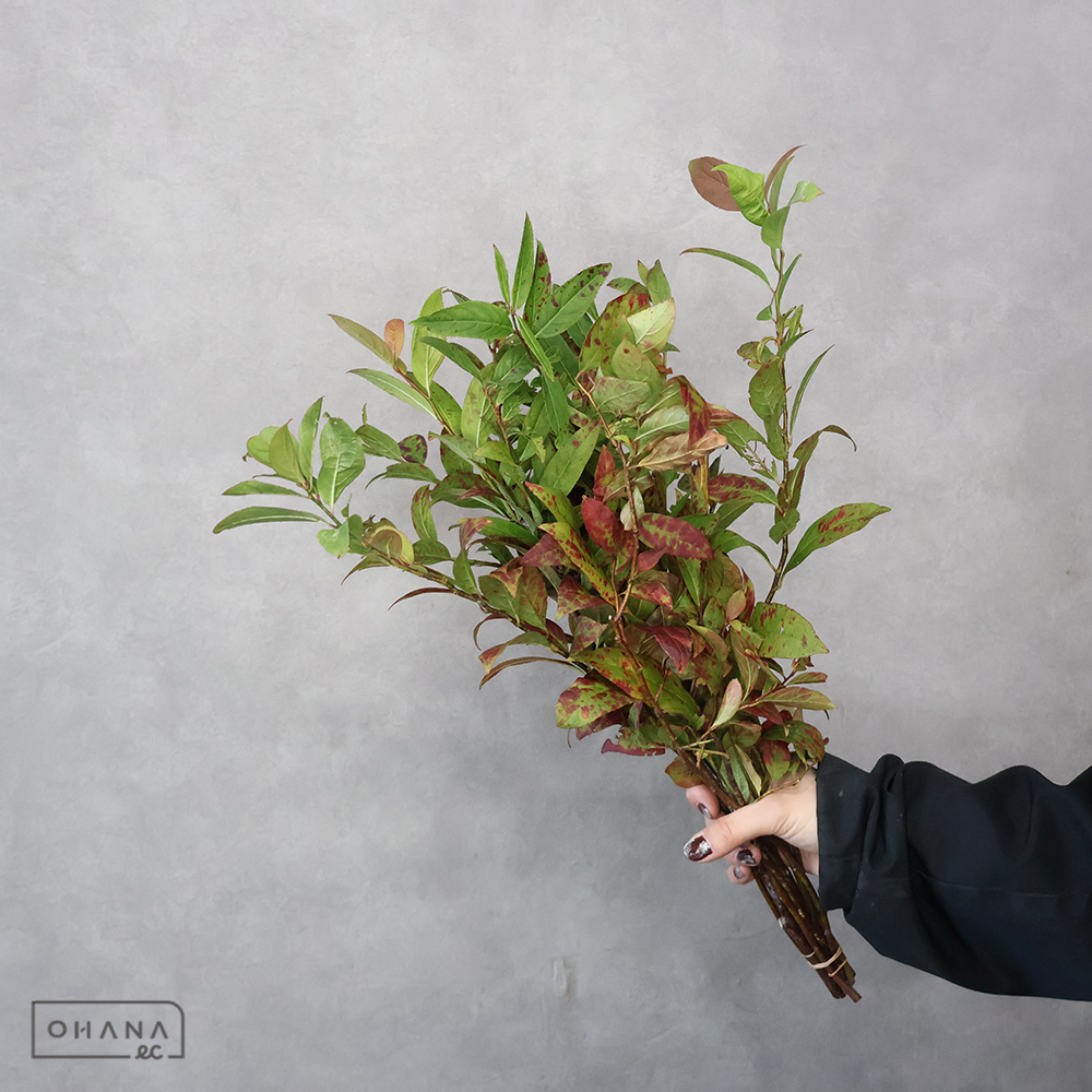 姫リョウブ 紅葉 秀 50-40cm