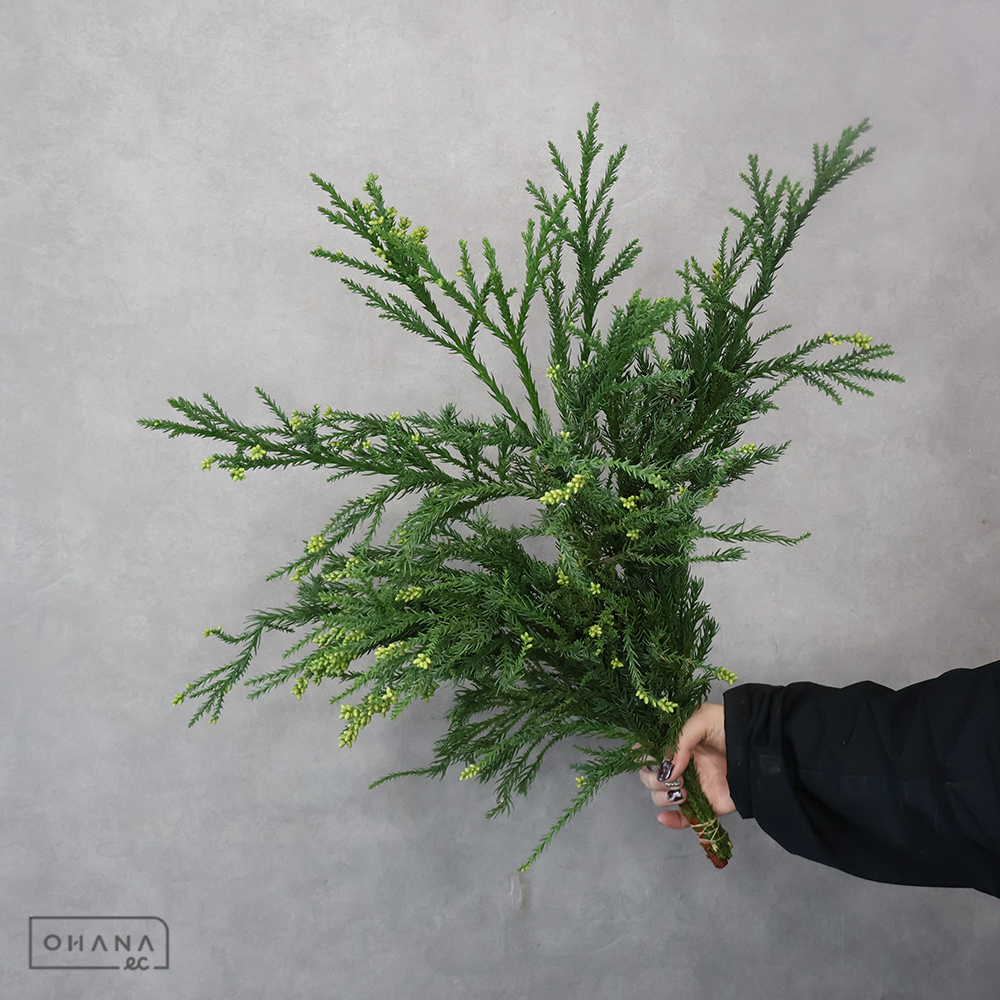 杉　スプライト 秀 50-30㎝