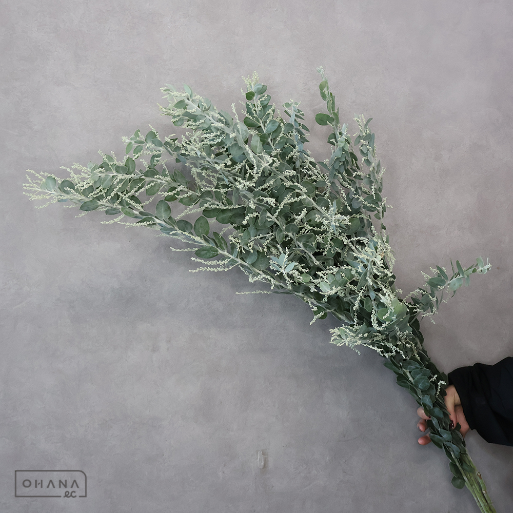 アカシヤ　パール 秀 100-70㎝