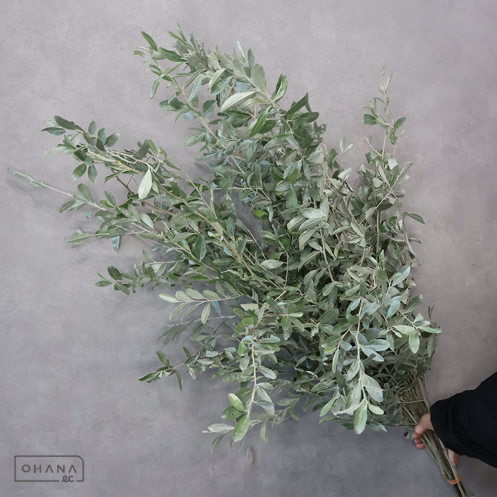 ロシアンオリーブ 秀 100-70㎝