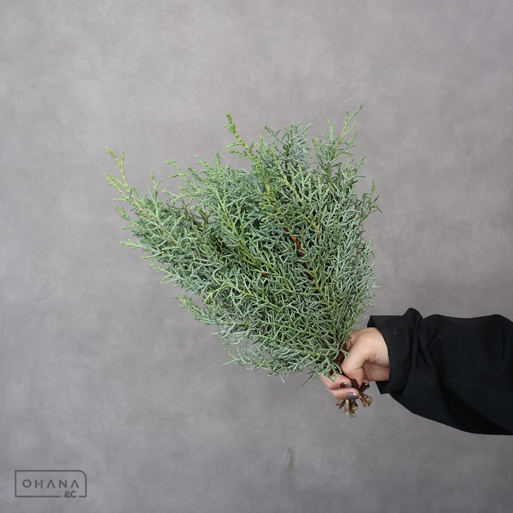 ヒバ　ブルーアイス 秀 40-30㎝