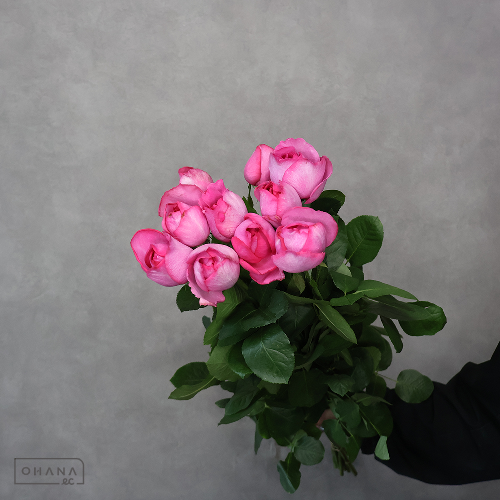 バラ イブピアッチェ 60cm